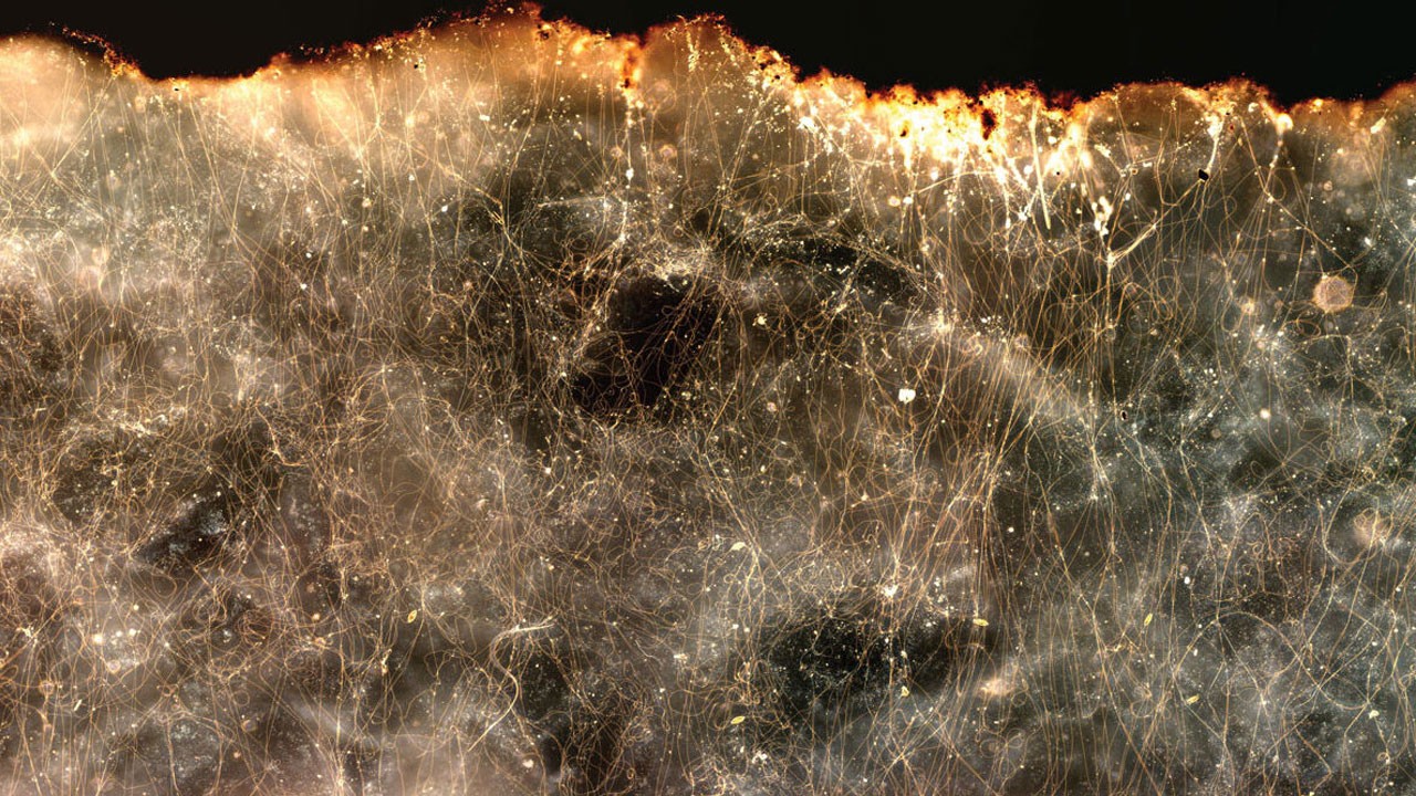 Oregon kıyılarında şaşırtan keşif! İnanması zor ama bu bakteri elektrik iletiyor