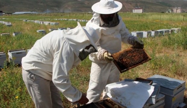 Organik arıcılara müjde! destek yolda