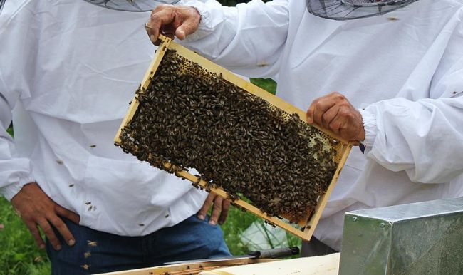 Organik arıcılık yapana 10 lira hibe