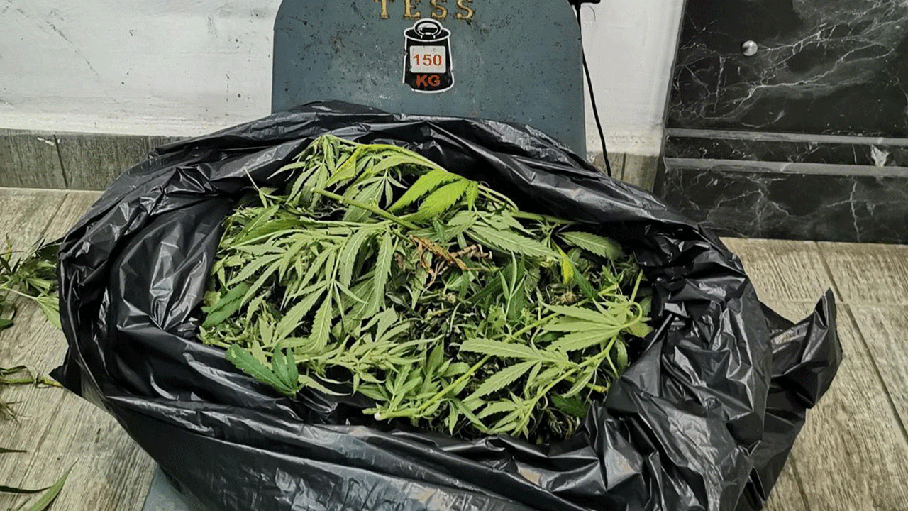 Organik bostan sandı, uyuşturucu tarlası çıktı!