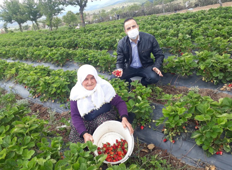 Organik çileğe ilgi 
