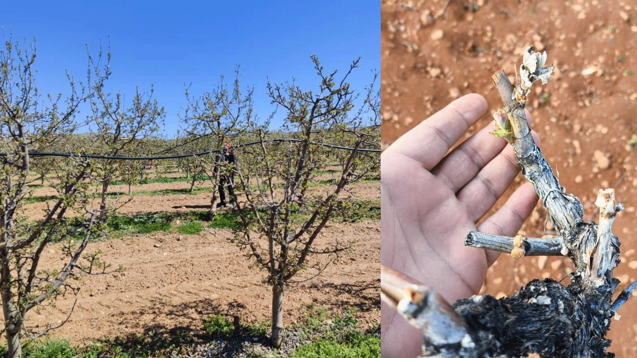 Organik çilek üreticisi zirai don mağduru