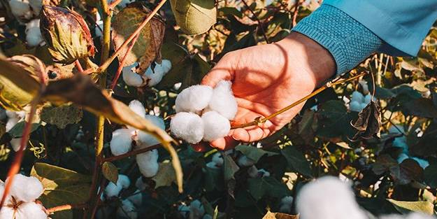 Organik Ege pamuğundan üretilmiş tekstil ürünleri çevre dostu ve daha güvenli