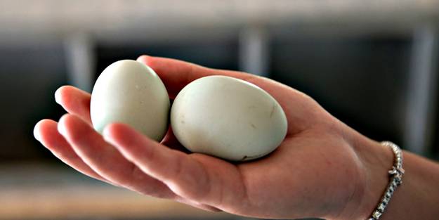 Organik süpermarket kuruyor