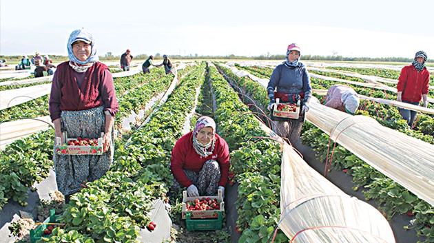 Organik tarım 5 kat büyüdü