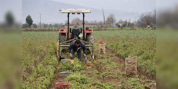 Organik üretiliyor, piyasanın 3 katı fiyata satılıyor