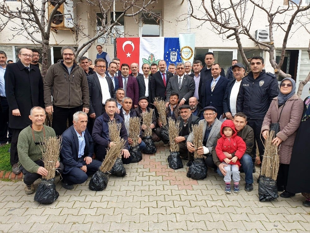 Orhanelili çiftçilere 7 bin 500 kurt üzümü fidanı dağıtıldı 