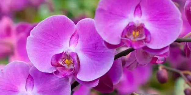 Orkide bakımı nasıl yapılır? Orkide çiçeği böyle bakılmalı! İlişkin bilmeniz gereken 5 şey