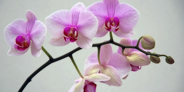 Orkide çiçeğinin toprağı nasıl hazırlanır?