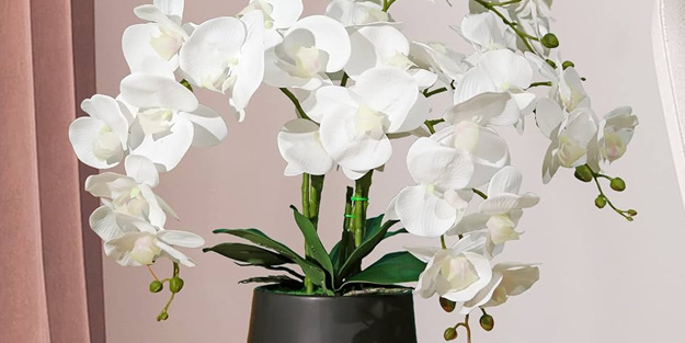Orkidenin çiçek açması için ne yapmalı? Anında çiçek açtıran o formül... Herkes yapsın