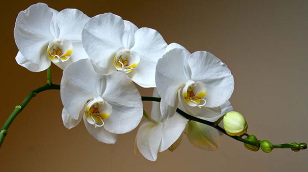 Orkideye talep, üretimi yükseltti