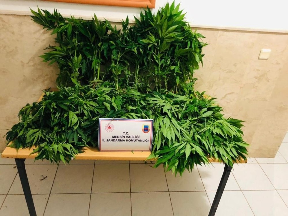 Orman arazisini uyuşturucu bahçesine çevirmişler 