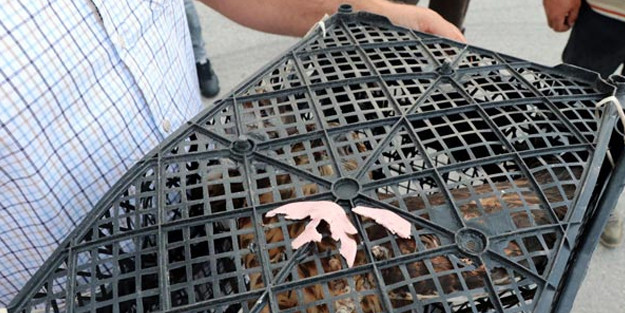 Orman işçileri, tellere takılmış yaralı Şahin buldular