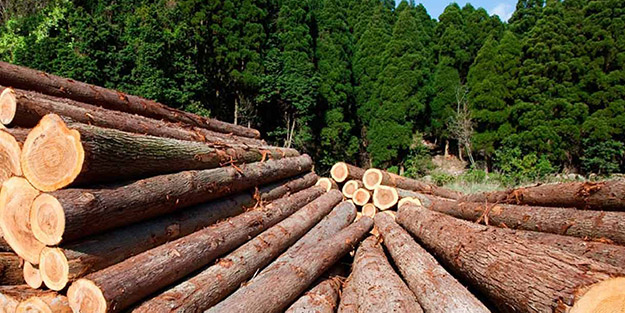 Orman ürünlerinden 1 milyar $’lık katkı