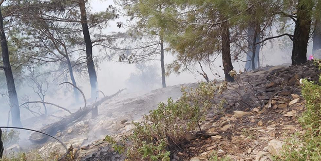 Orman yangını büyümeden söndürüldü