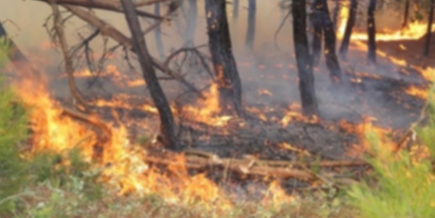Orman yangını söndürüldü: 1 gözaltı
