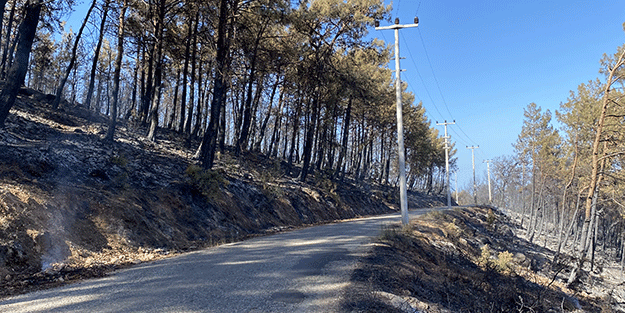 Orman yangını sonrası kahreden manzara