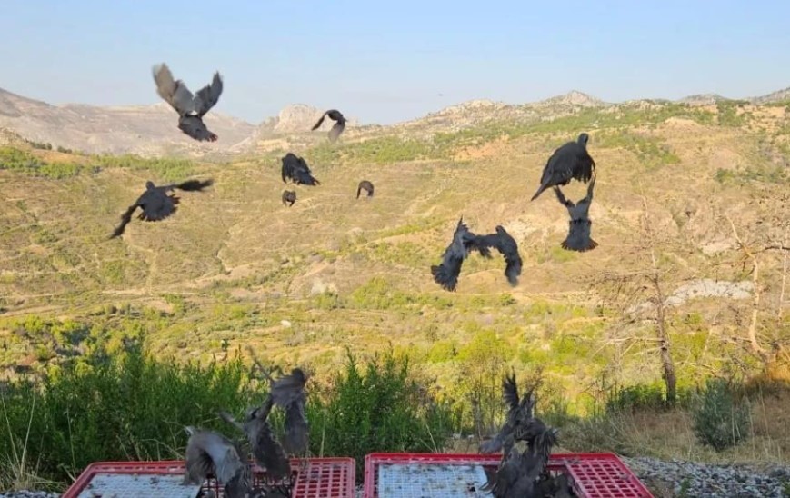 Orman yangını sonrası müthiş adım: 920 keklik doğaya salındı