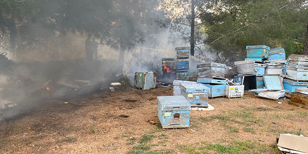 Orman yangınında arı kovanları zarar gördü
