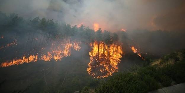 'Orman yangınları, yapay et ve Bill Gates'