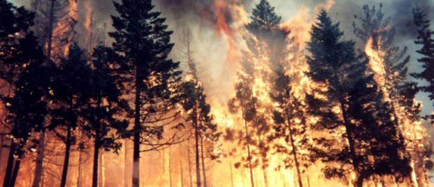Orman yangınlarının nedeni: Dikkatsizlik ve ihmal