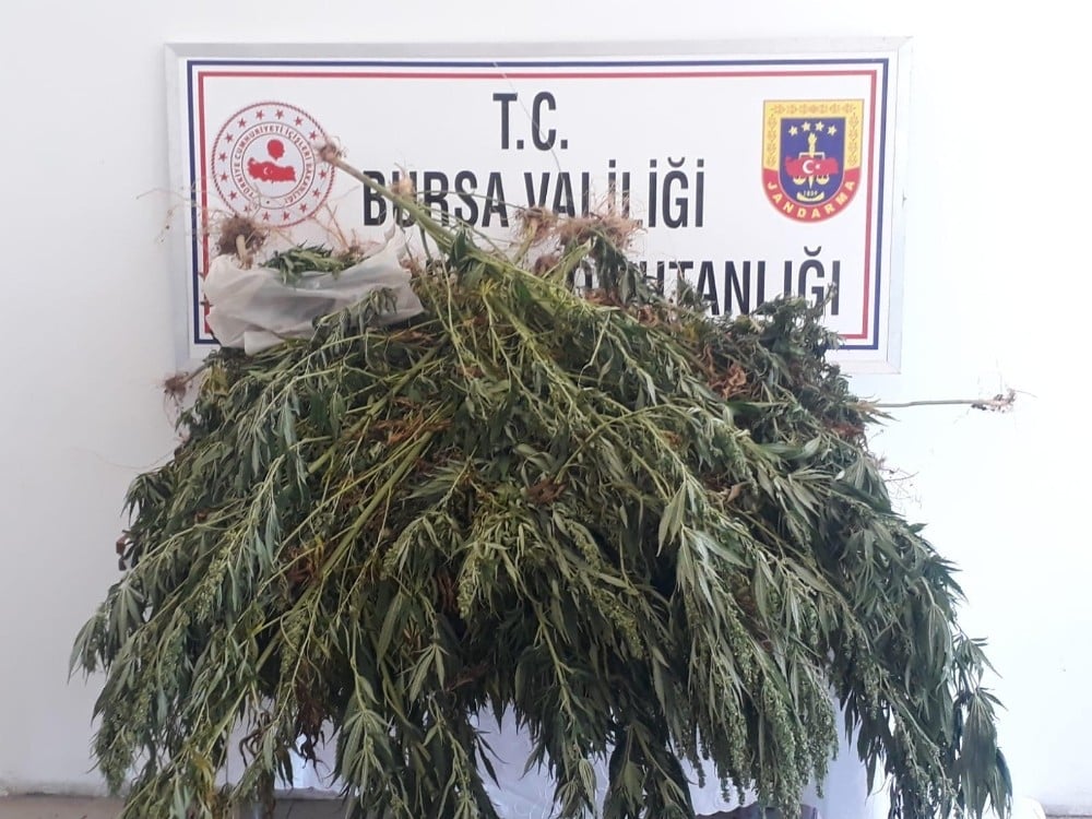 Ormana kenevir ekti, fotokapana yakalandı 