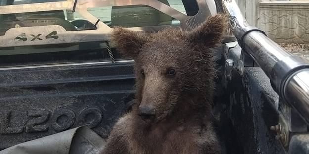 Ormancılardan baygın halde bulunan ayı ile ilgili açıklama geldi