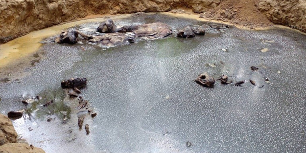 Ormanda bir çukurun içerisinde 5 ölü fil bulundu!