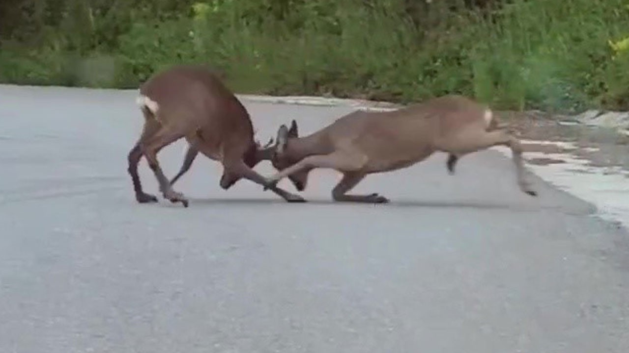 Ormanda gerilim kamerada!