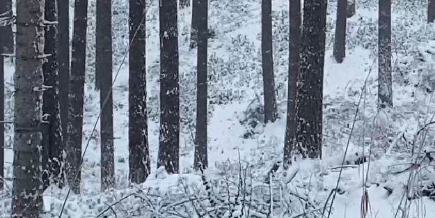 Ormanda görülen karacalar cep telefonu kamerasına yansıdı