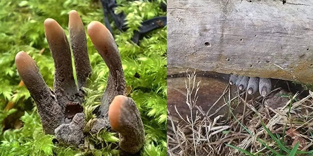 Ormanda ölü adam parmakları ile karşılaştı! Gerçek ortaya çıkınca şok oldu