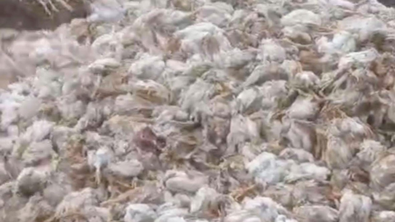 Ormanda skandal manzara! Yüzlerce tavuk ölüsü doğaya bırakıldı