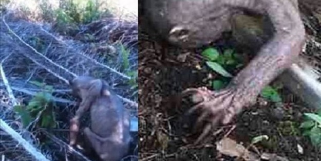 Ormandaki gizemli yaratık korku saldı! (VİDEO)