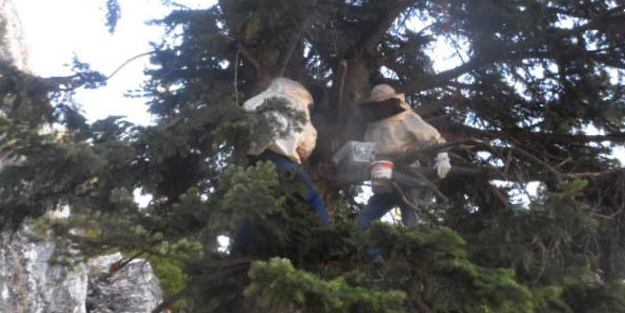 Ormandan 125 bin lira kazandılar! Kilosu 250 TL