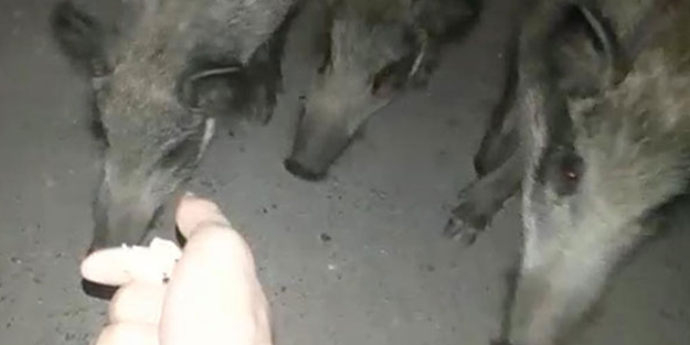 Ormandan gelen domuz sürüsünü elleriyle besledi!