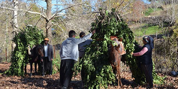 Ormandan topluyorlar yılda 2 milyon TL gelir getiriyor