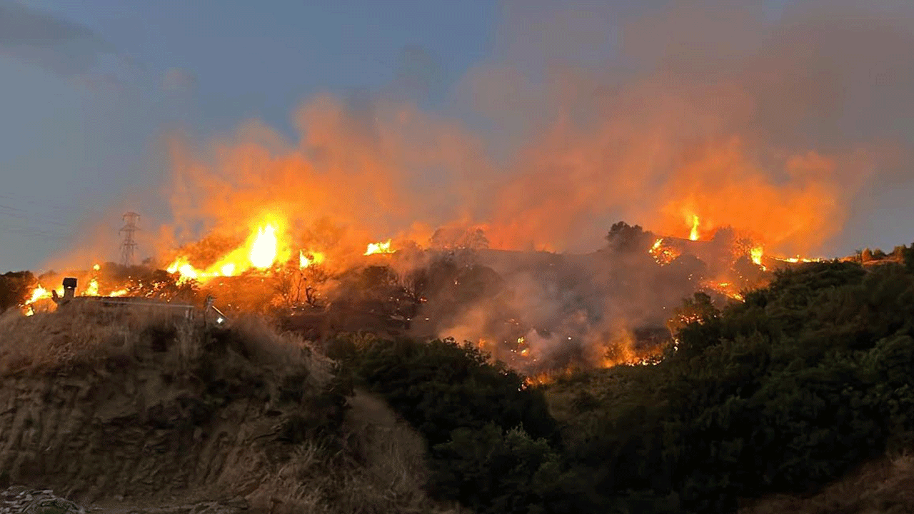 Ormanı kene yüzünden yakmış! Tutuklandı