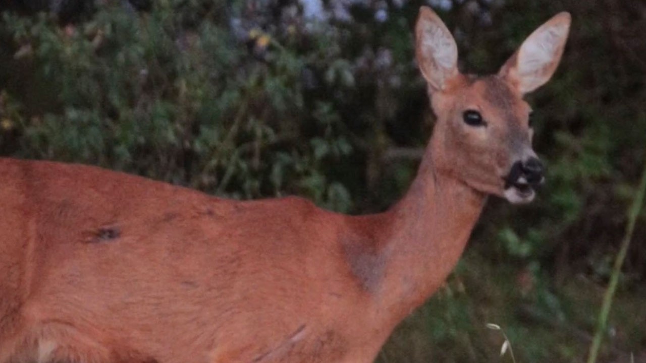 Derinliklerden geldi! Ormanın sessiz güzeli fotokapana yansıdı
