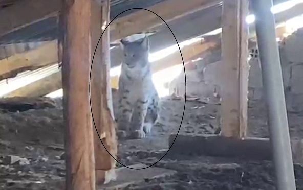 Ormanın hayaleti çatı arasında görüntülendi