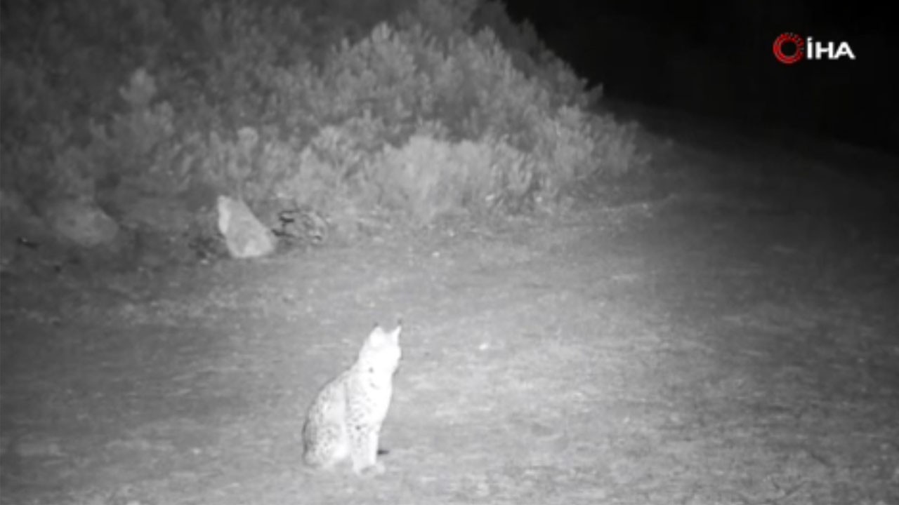 ‘Ormanın hayaleti’ fotokapana yakalandı