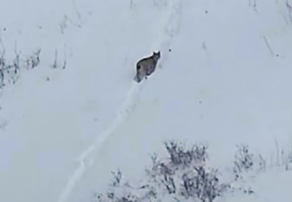 'Ormanın hayaleti' görüntülendi