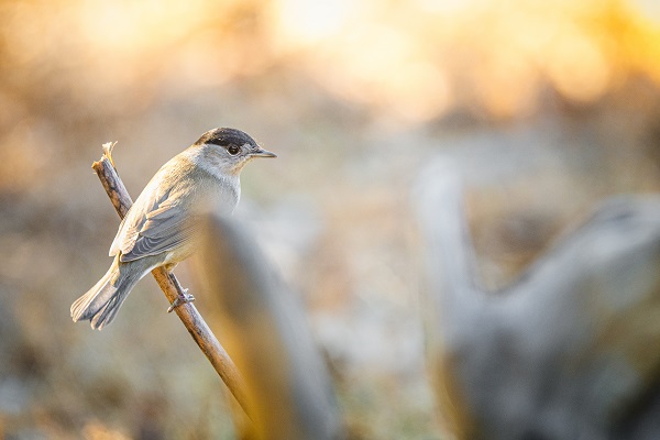 Ormanın küçük sakinleri