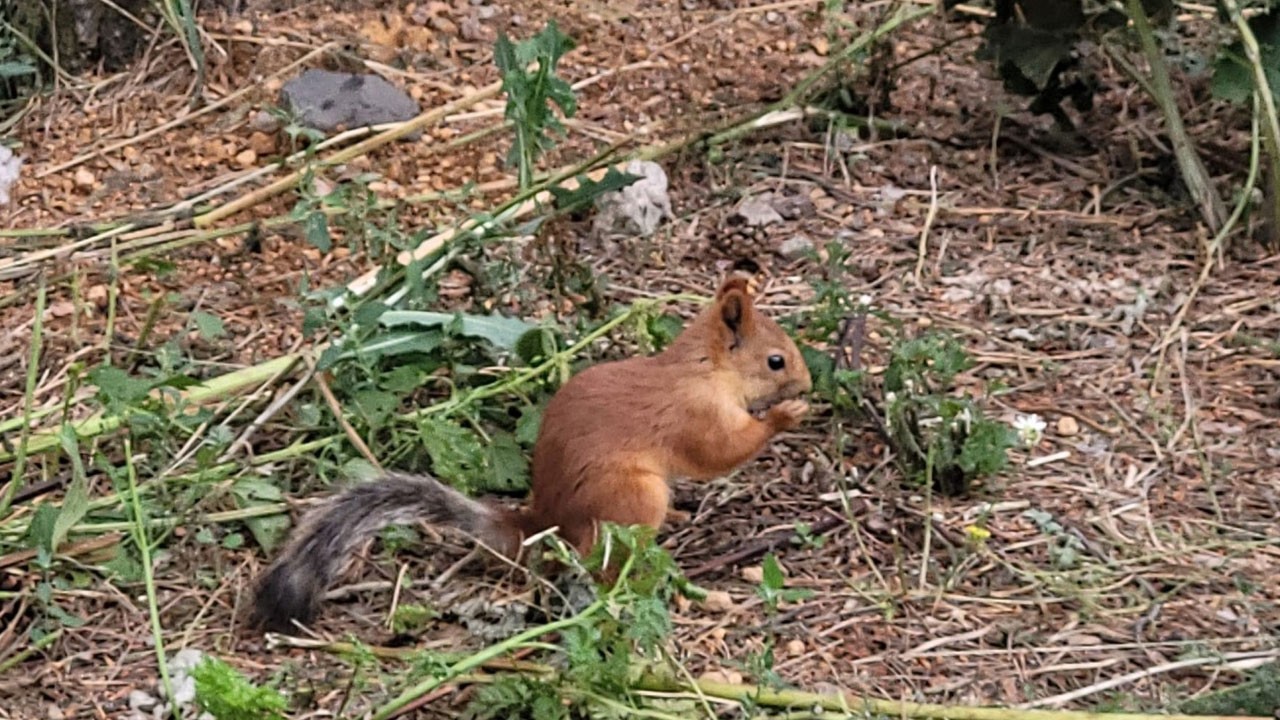 Ormanın nazlı konuğu! Kameraya yakalandı