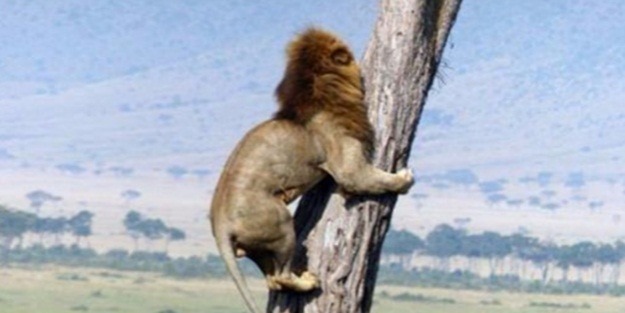 Ormanlar kralı aslanın zor anları!