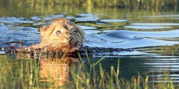 Ormanlar kralını ilk defa böyle göreceksiniz!