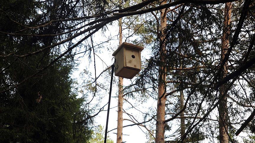 Ormanlara 670 bin kuş yuvası