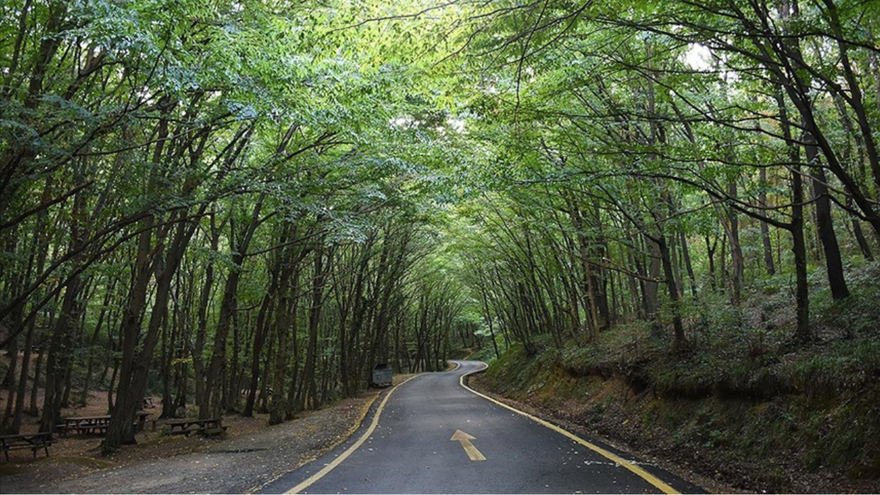 Ormanlara giriş bu tarihe kadar yasaklandı!