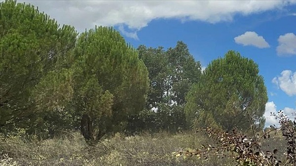 Ormanlara giriş yasaklandı mı? Hangi illerde ormana girişler yasak? Piknik yasağı hangi illerde var?