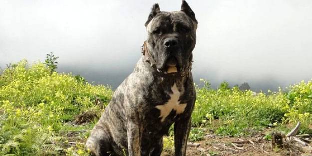 Ormanlarda yeni tehlike!