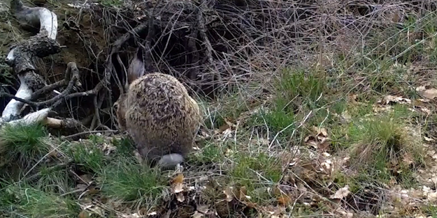 Ormanların hayaleti vaşak, bozkır topraklarında